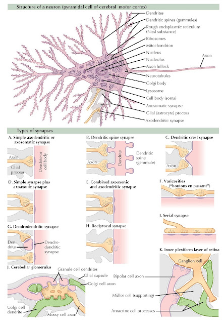 NEURONAL STRUCTURE AND SYNAPSES