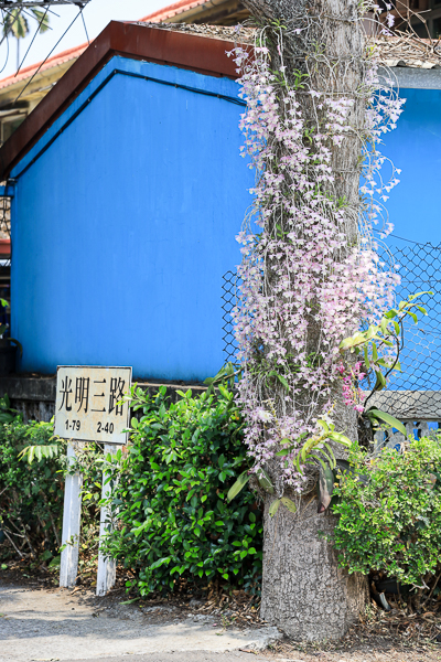 南投中興新村石斛蘭瀑布，芒果樹大道長滿芒果也開滿粉紅瀑布蘭