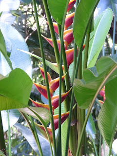 Heliconie de la Réunion