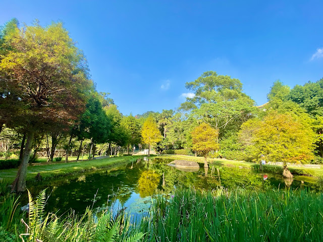 太平苗圃落羽松