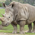 Rhinoceros