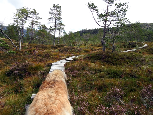 Gaularfjellet