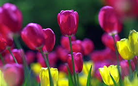 Tulip HD Wallpapers Free Download