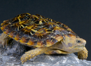 Pancake tortoises