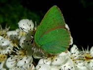 Green Hairstreak