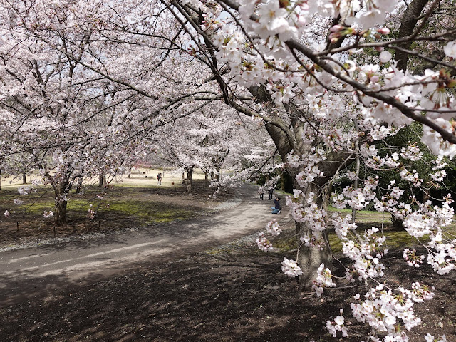 とっとり花回廊　桜の広場　九分咲のソメイヨシノ桜