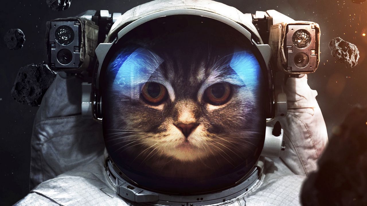 Wallpaper Cat Cosmonaut Space Suit