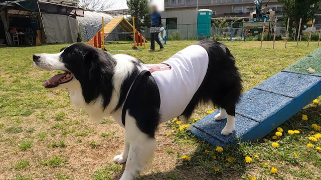 保護犬 ボーダーコリー トーマ アジリティ