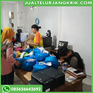 Jual Telur Jangkrik Bogor