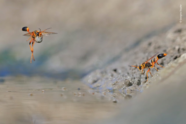 las-mejores-fotografías-de-naturaleza-Wildlife-Photographer-of-the-Year-2018