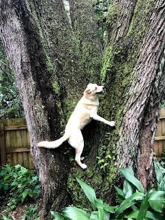 Tucker chasing squirrels