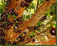 jaboticaba 100