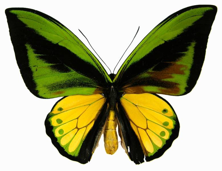  kupu  kupu  langka Ornithoptera goliath Kupu  sayap  burung 