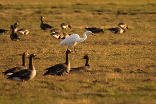 Wildlifefotografie Silberreiher Blässgänse Olaf Kerber