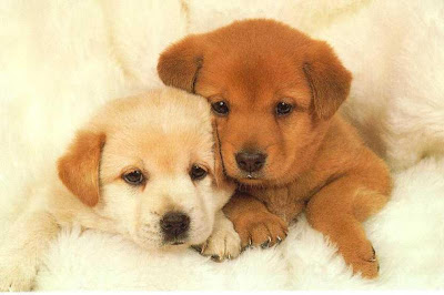 two very cute puppies wallpapers