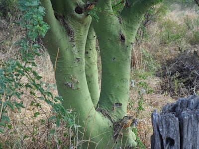 Parkinsonia praecox tronco