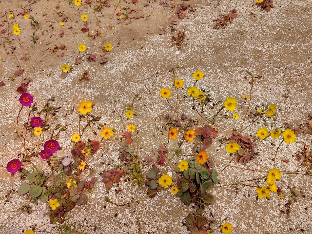 Desierto florido, Playa La Virgen, Caldera, Región de Atacama, Chile