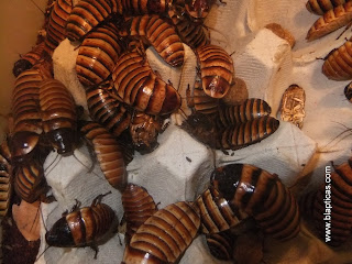 elliptorhina chopardi