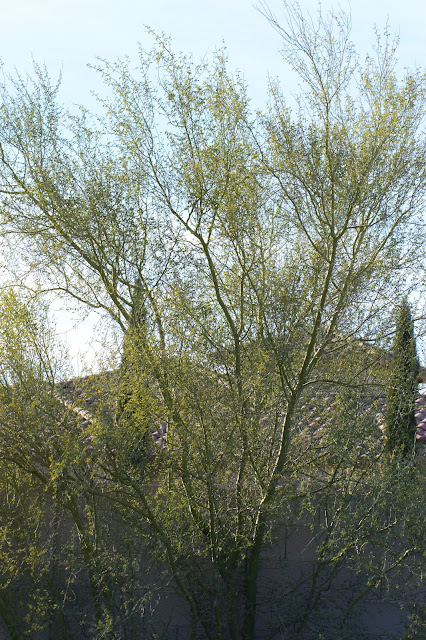 Parkinsonia florida, amy myers, small sunny garden, desert tree, palo verde, tree following, sonoran desert