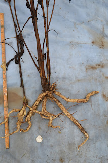 Morning Star skirret from the vegetable bed