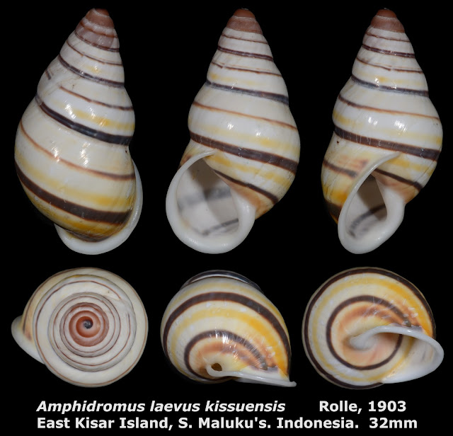 Amphidromus laevus kissuensis 32mm