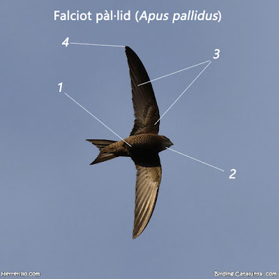 Falciot pàl·lid (Apus pallidus)