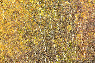nature arbre automne abstrait Seine-et-Marne