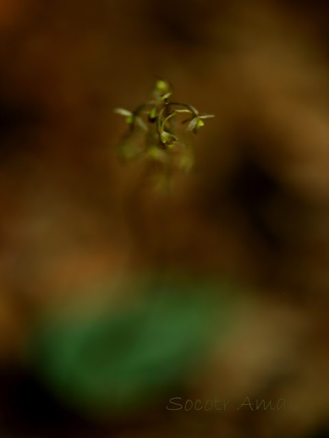 Tipularia japonica