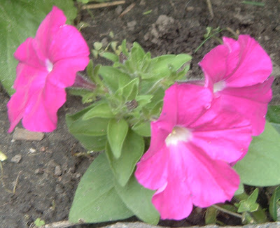 [Photo: Petunia 'Carmine Madness®']