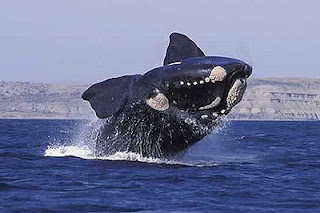 SOUTHERN RIGHT WHALES in Patagonia