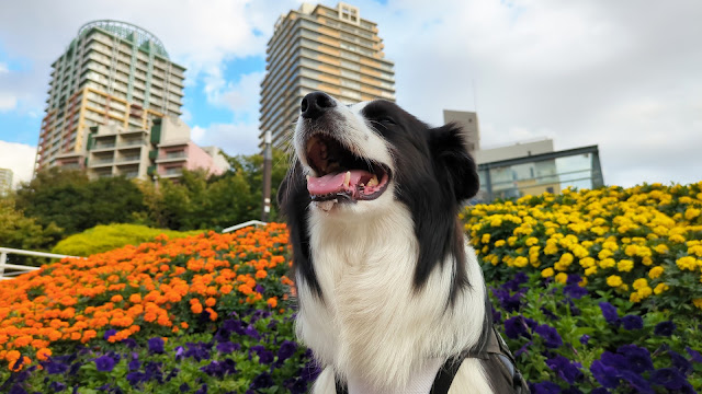 保護犬 ボーダーコリー トーマ 海浜幕張公園