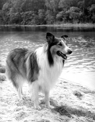 The Collie dog