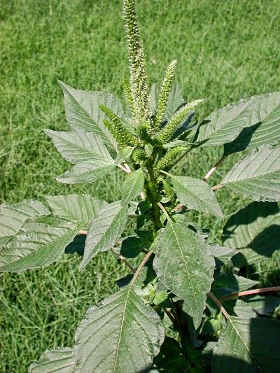 http://deltafarmpress.com/management/cheap-weed-control-grain-sorghum-warning