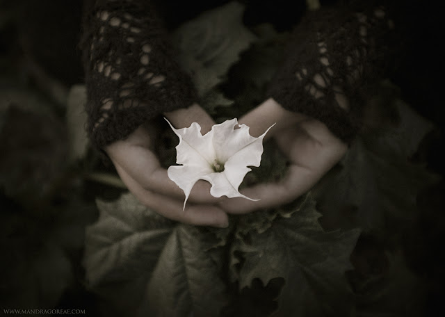 Datura Stramonium, Jimson Weed, Thorn Apple or Devil's Snare