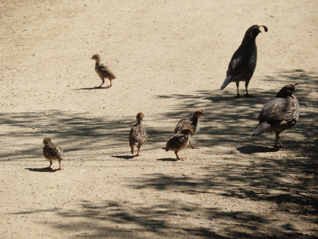 A male and female and 5 baby California Partridges