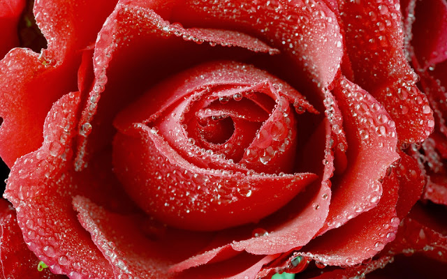 red rose flowers wallpapers