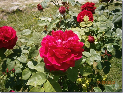Giardino iris e rose 264