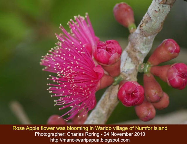  watery rose apple