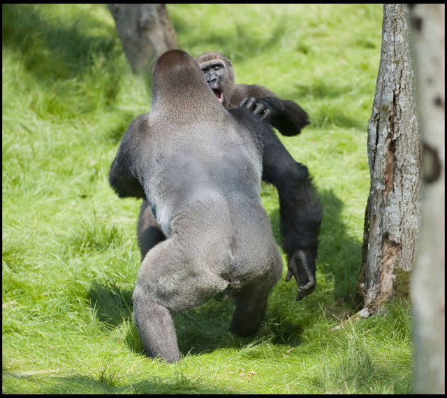 Gorilla brother Alf and Kesho reunited after 3 years apart, gorilla brothers