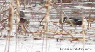 Wood Ducks