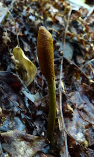 Tolypocladium ophioglossoides - Cordyceps langue-de-serpent