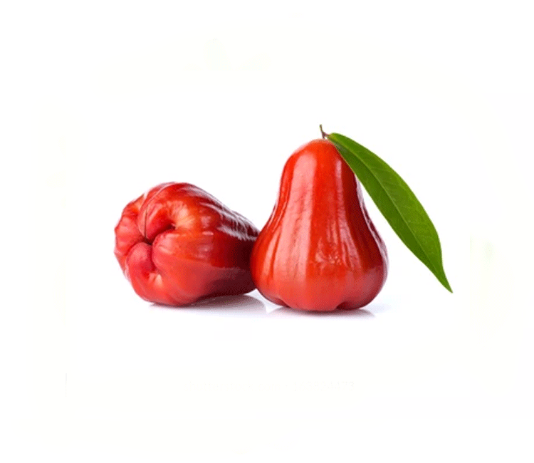 Java Apple fruit ( Java Seb ) in english