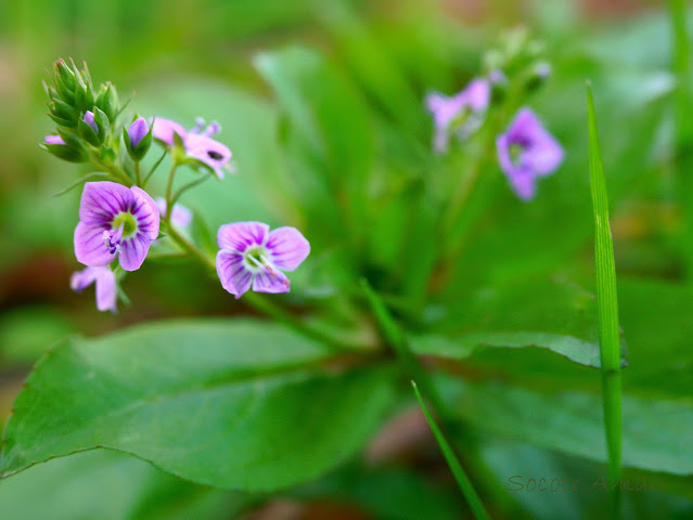 Veronica anagallis-aquatica