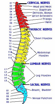 Health Care: Human Back Bone Anatomy Pics