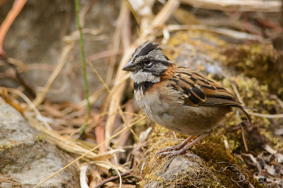 Aedsidrik, Rufous-collared Sparrow, Zonotrichia capensis, sidrik