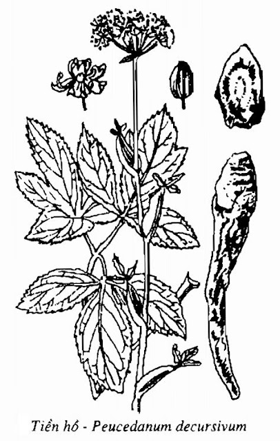 Hình vẽ Tiền Hồ - Peucedanum decursivum - Nguyên liệu làm thuốc Chữa Cảm Sốt