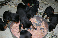 dobermann cuccioli cani alimentazione 