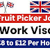 Fruit Picker Jobs in UK with Work Visa September 2024 (£8 to £12 Per Hour)