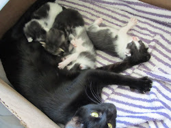 New Kittens next door
