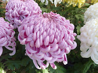 Pink puffy chysanthemum flower and plant in the Sorakuen Gardens, Kobe